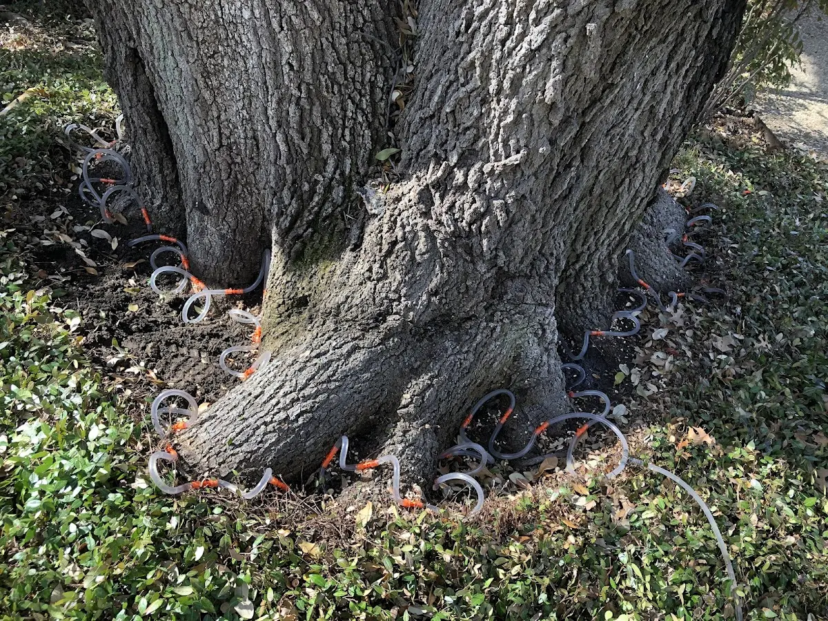 Detailed Tree Cabling and Bracing job site in Taylorsville