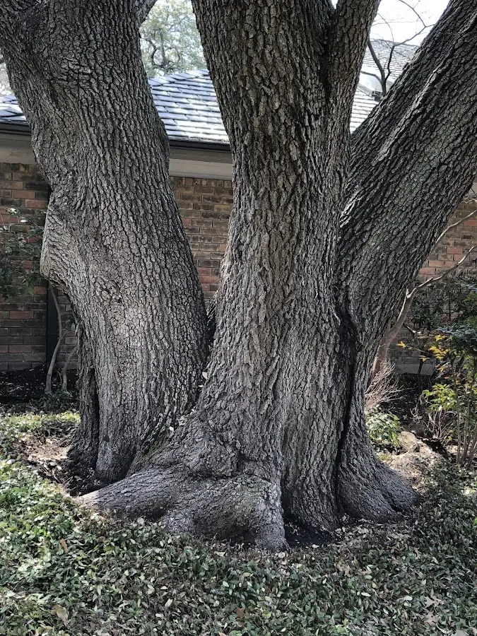 Mature heritage tree close to a Taylorsville property cared for by certified arborists